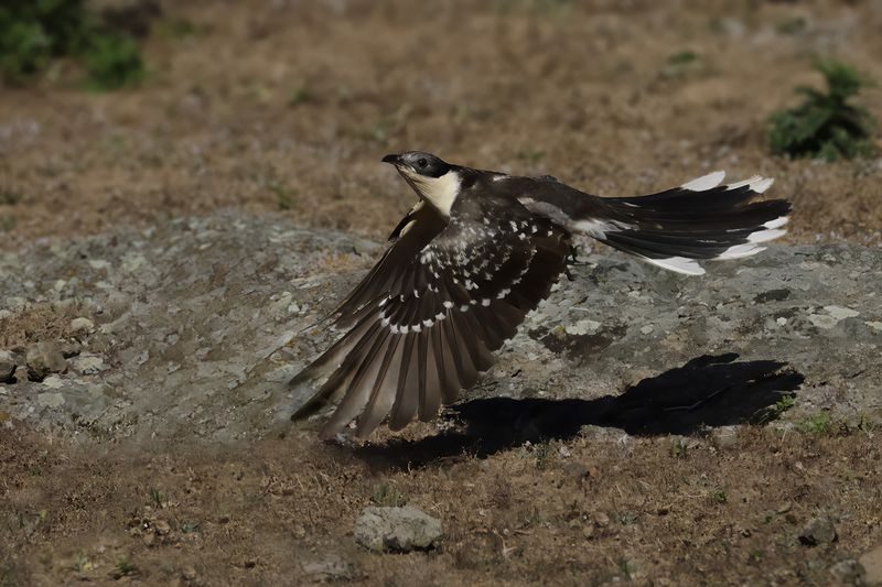 Great Spotted Cuckoo (Clamator glandarius)	