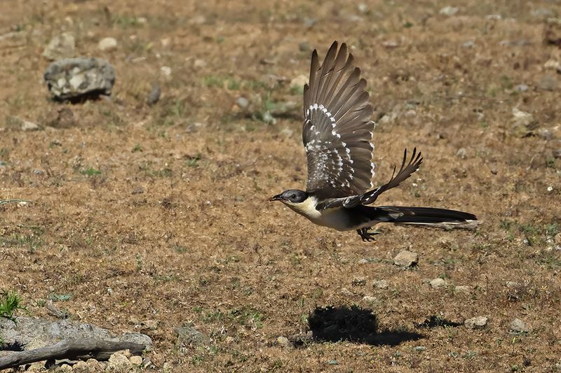 Great Spotted Cuckoo (Clamator glandarius)	