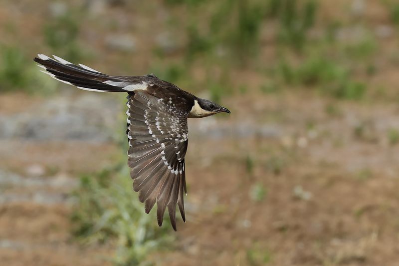 Great Spotted Cuckoo (Clamator glandarius)	