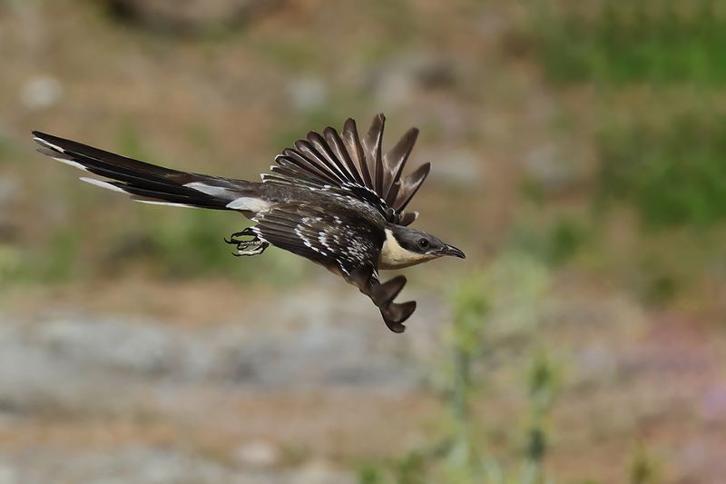 Great Spotted Cuckoo (Clamator glandarius)	