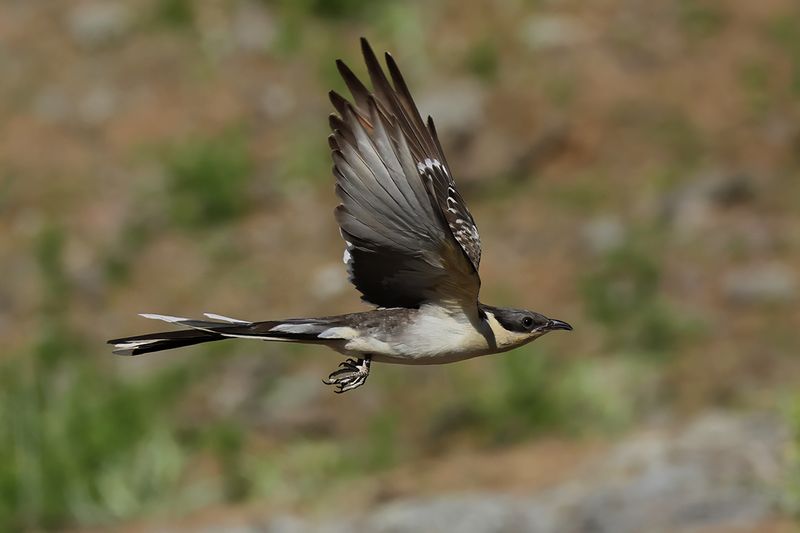 Great Spotted Cuckoo (Clamator glandarius)	