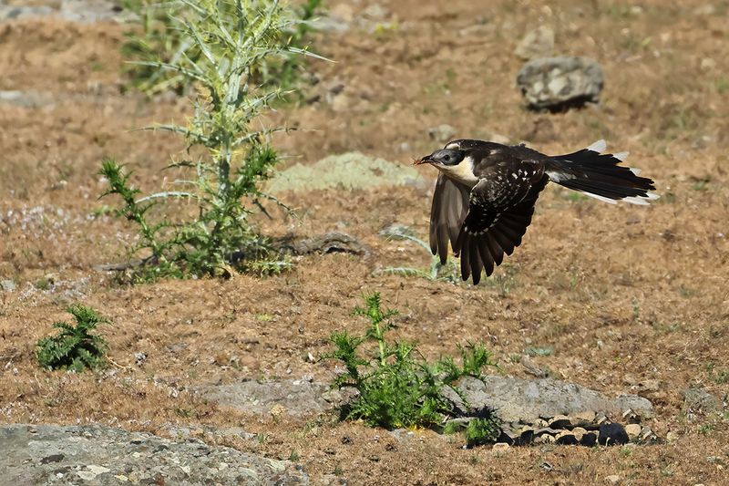 Great Spotted Cuckoo (Clamator glandarius)	