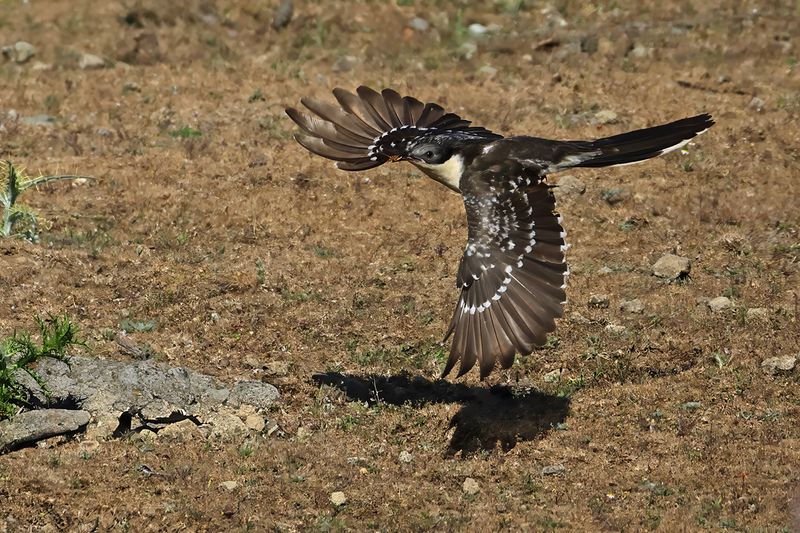 Great Spotted Cuckoo (Clamator glandarius)	