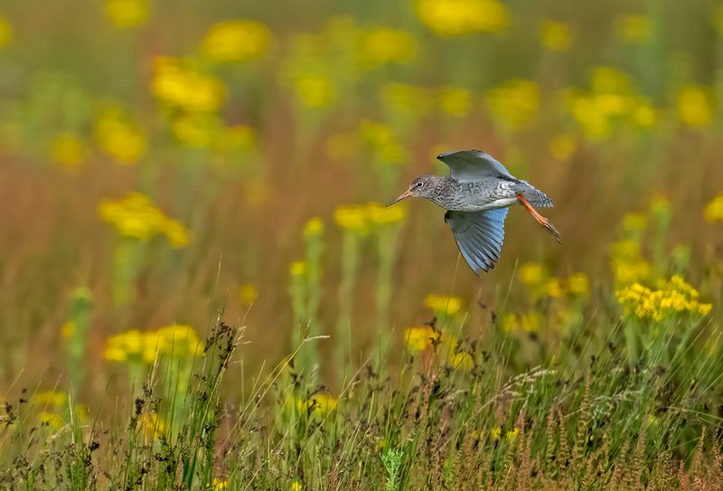 Redshank (Tringa totanus)