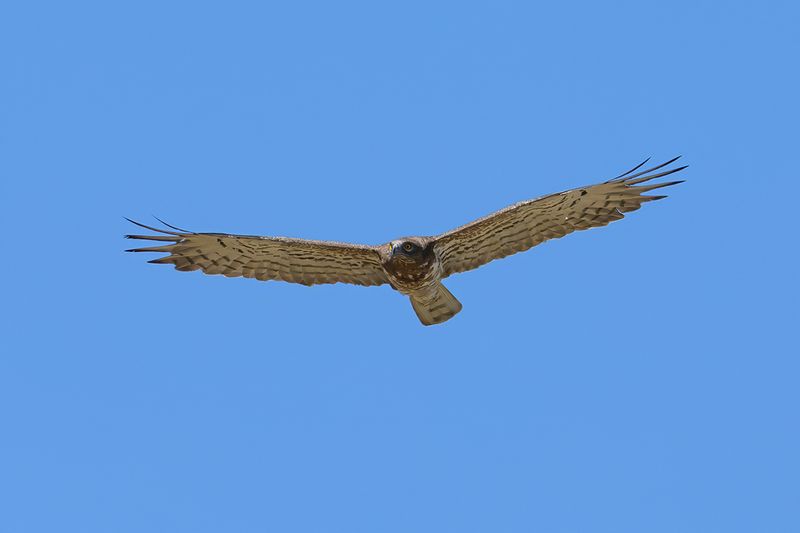 Short-toed Eagle (Circaetus gallicus)
