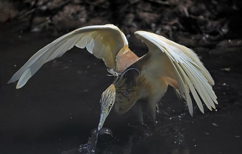 Squacco Heron (Ardeola ralloides)