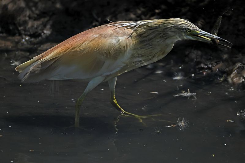 Squacco Heron (Ardeola ralloides)