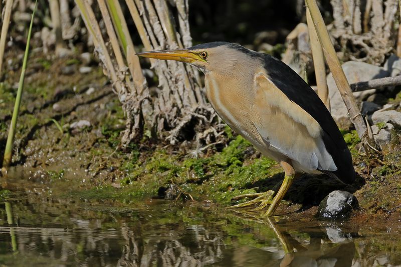 Little Bittern (Ixobrychus minutus)