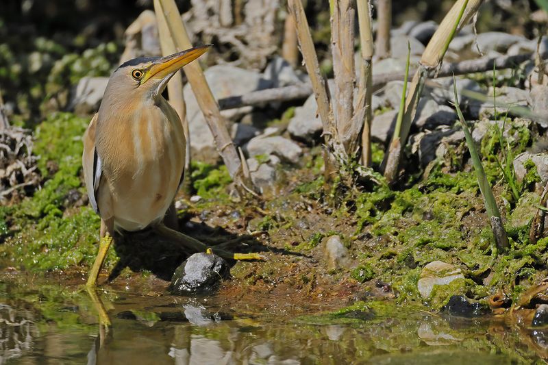 Little Bittern (Ixobrychus minutus)