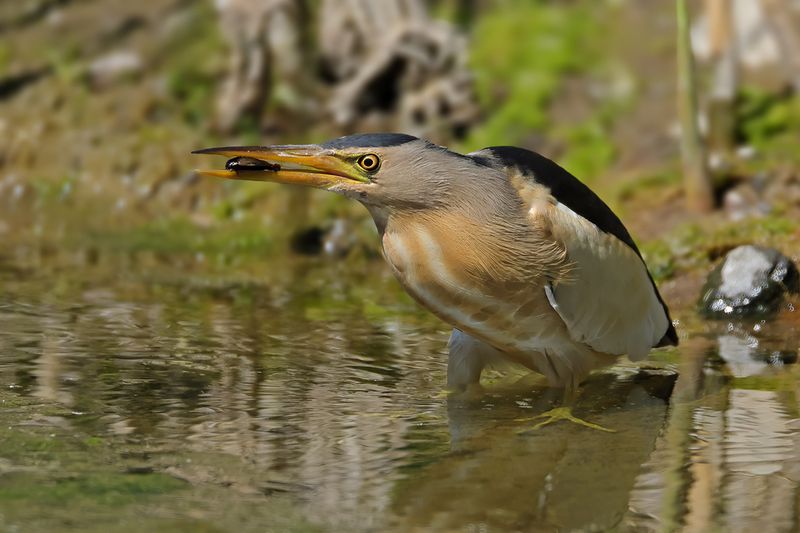 Little Bittern (Ixobrychus minutus)