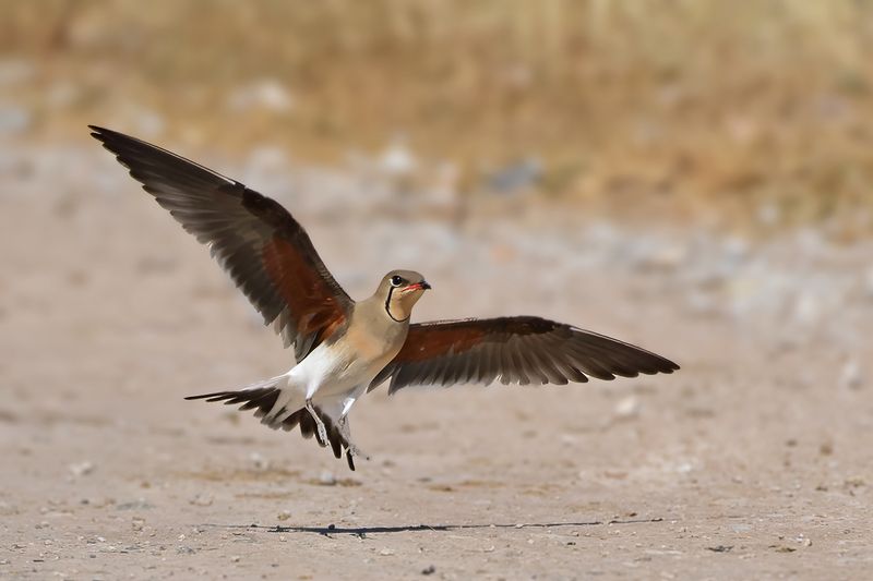 Collared pratincole (Glareola pratincola)