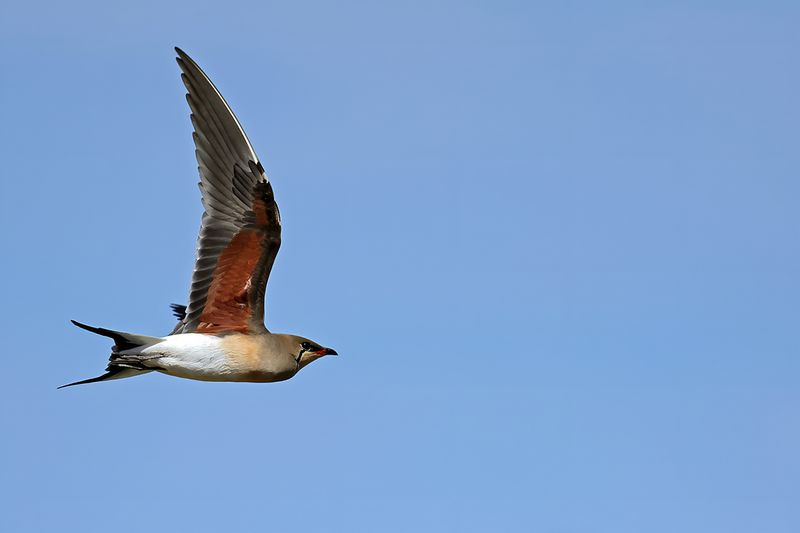 Collared pratincole (Glareola pratincola)