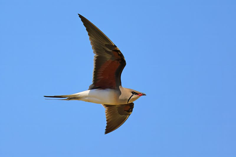 Collared pratincole (Glareola pratincola)