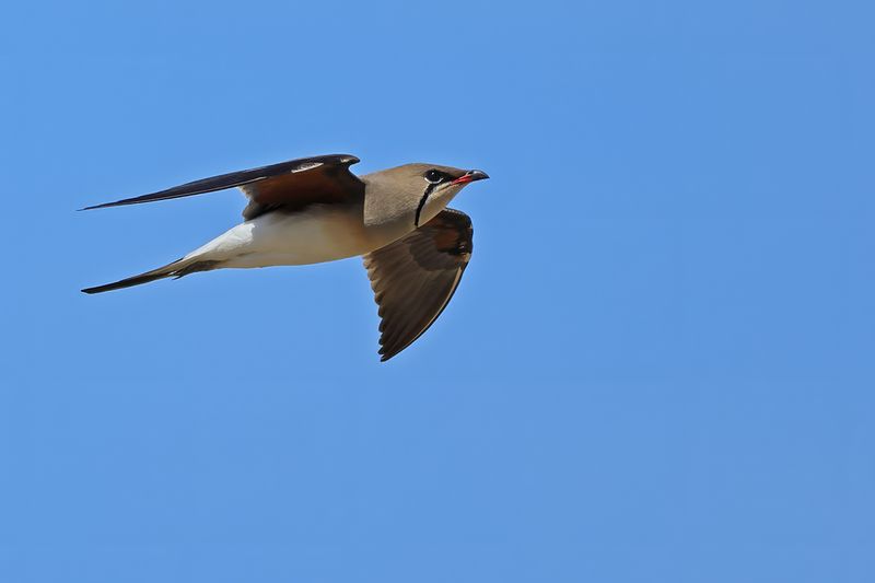 Collared pratincole (Glareola pratincola)