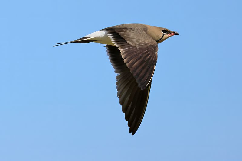 Collared pratincole (Glareola pratincola)