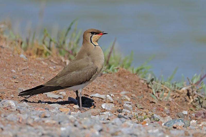 Collared pratincole (Glareola pratincola)