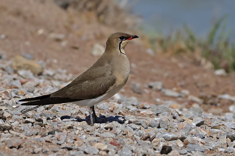 Collared pratincole (Glareola pratincola)