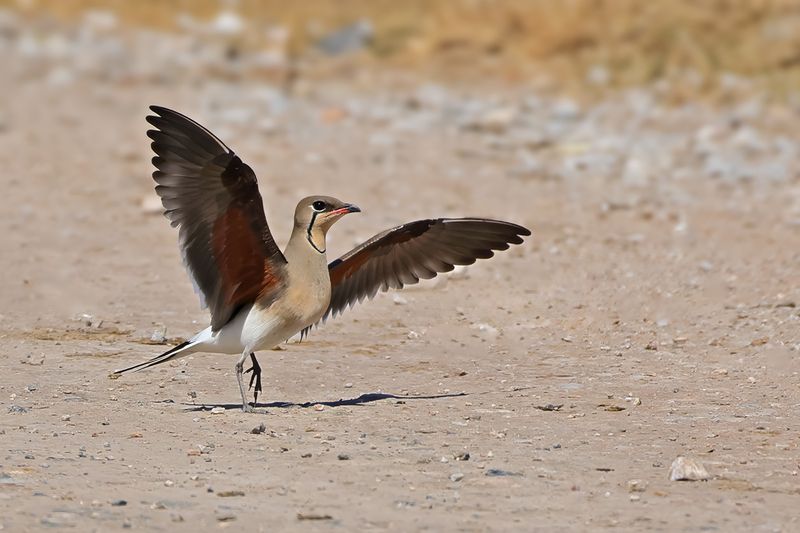 Collared pratincole (Glareola pratincola)