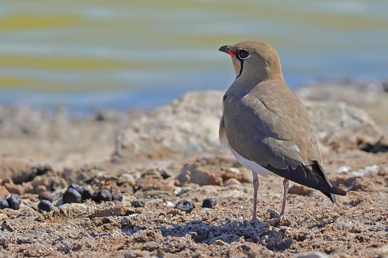 Collared pratincole (Glareola pratincola)