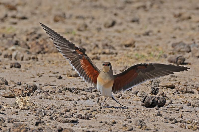 Collared pratincole (Glareola pratincola)