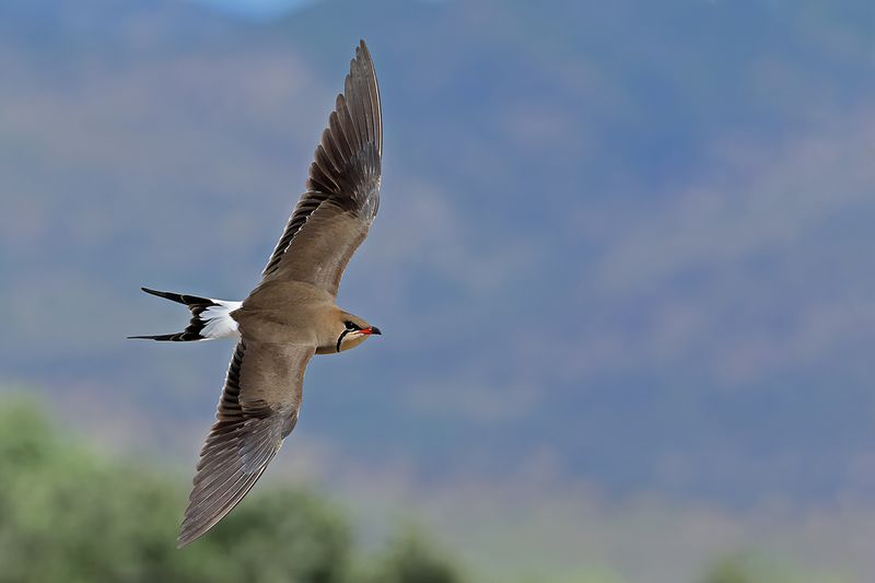 Collared pratincole (Glareola pratincola)