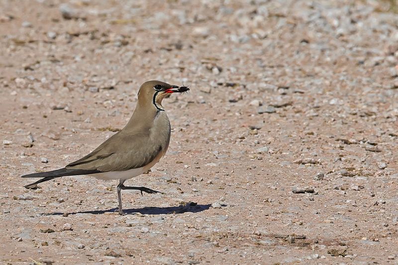 Collared pratincole (Glareola pratincola)