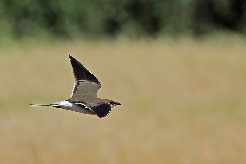 Collared pratincole (Glareola pratincola)