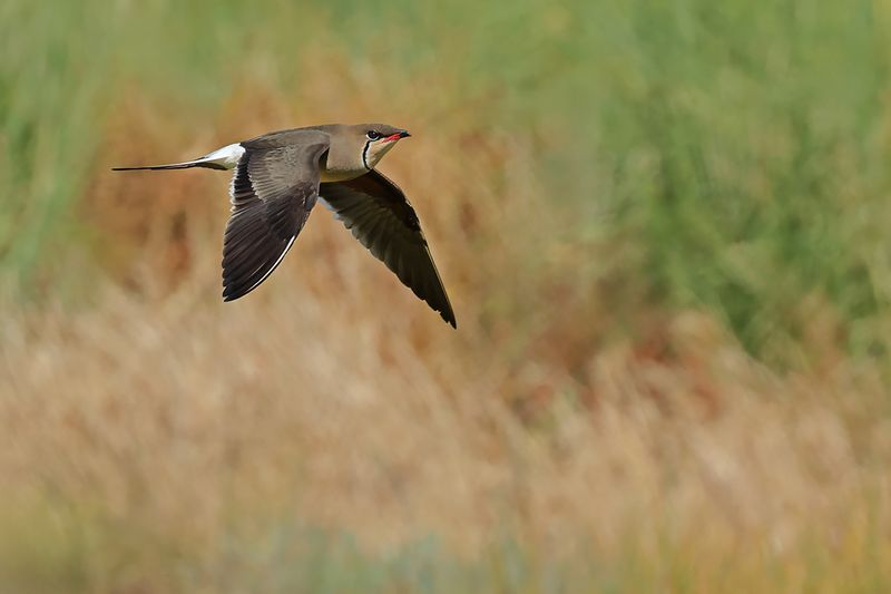 Collared pratincole (Glareola pratincola)