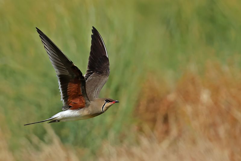 Collared pratincole (Glareola pratincola)