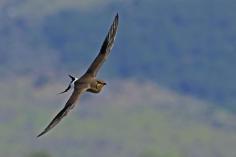Collared pratincole (Glareola pratincola)