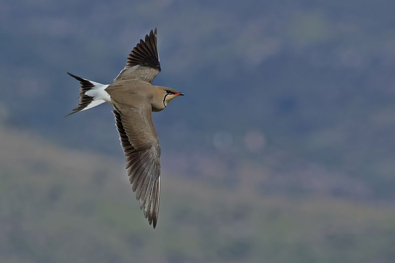 Collared pratincole (Glareola pratincola)