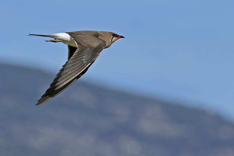 Collared pratincole (Glareola pratincola)