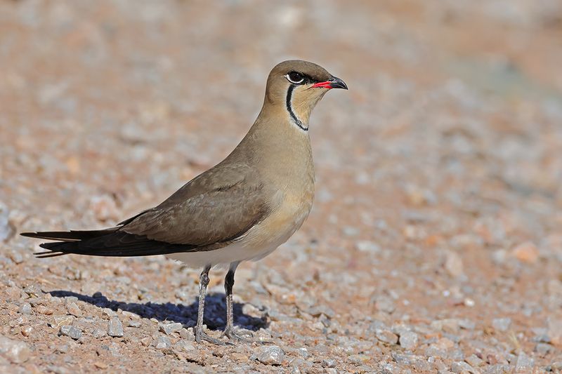 Collared pratincole (Glareola pratincola)