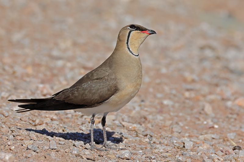 Collared pratincole (Glareola pratincola)