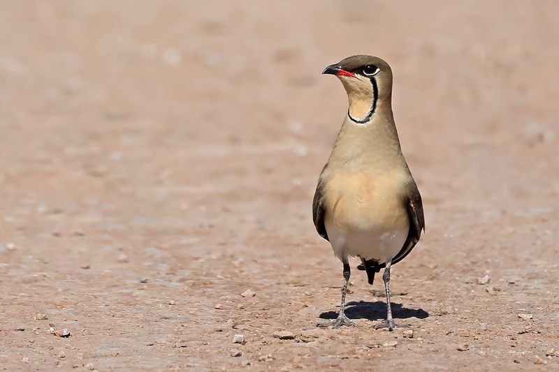 Collared pratincole (Glareola pratincola)