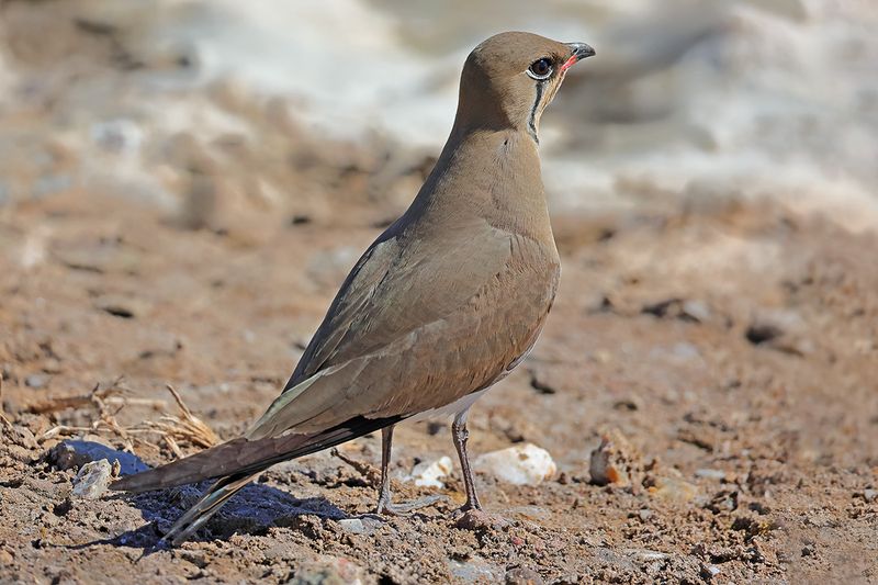 Collared pratincole (Glareola pratincola)