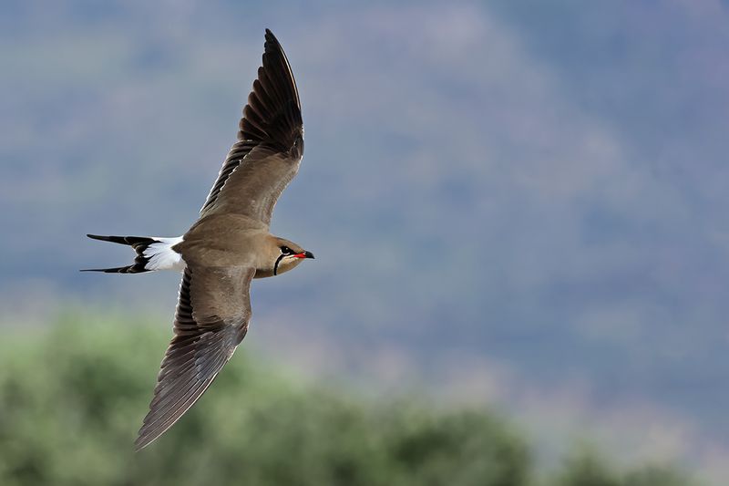 Gallery Collared Pratincole