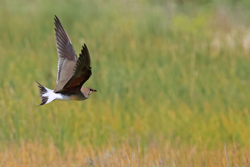 Collared pratincole (Glareola pratincola)
