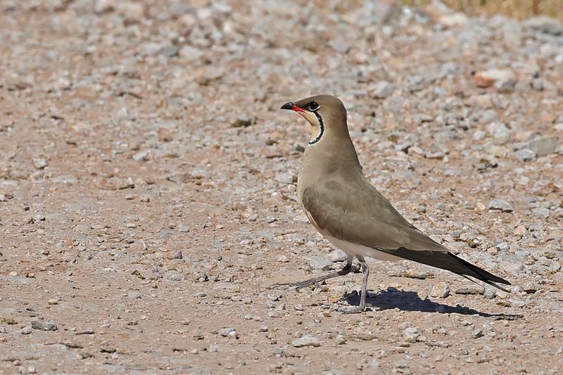 Collared pratincole (Glareola pratincola)