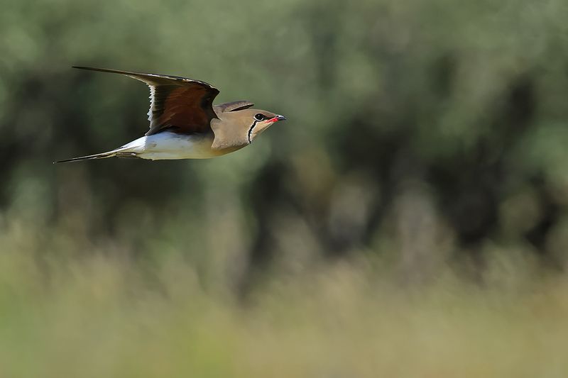 Collared pratincole (Glareola pratincola)