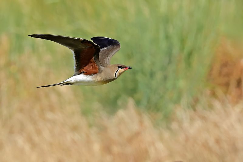 Collared pratincole (Glareola pratincola)