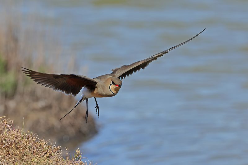 Collared pratincole (Glareola pratincola)