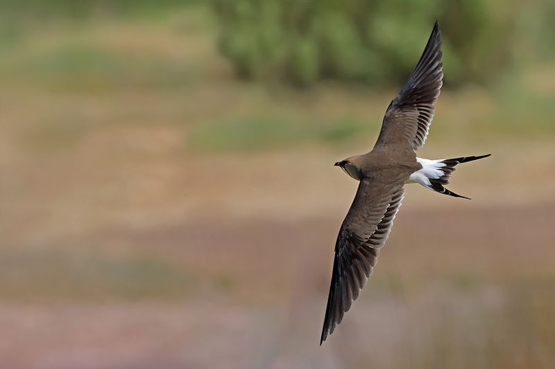 Collared pratincole (Glareola pratincola)