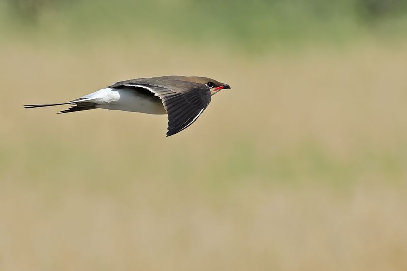 Collared pratincole (Glareola pratincola)