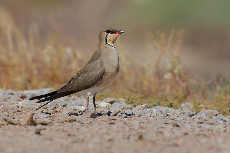 Collared pratincole (Glareola pratincola)