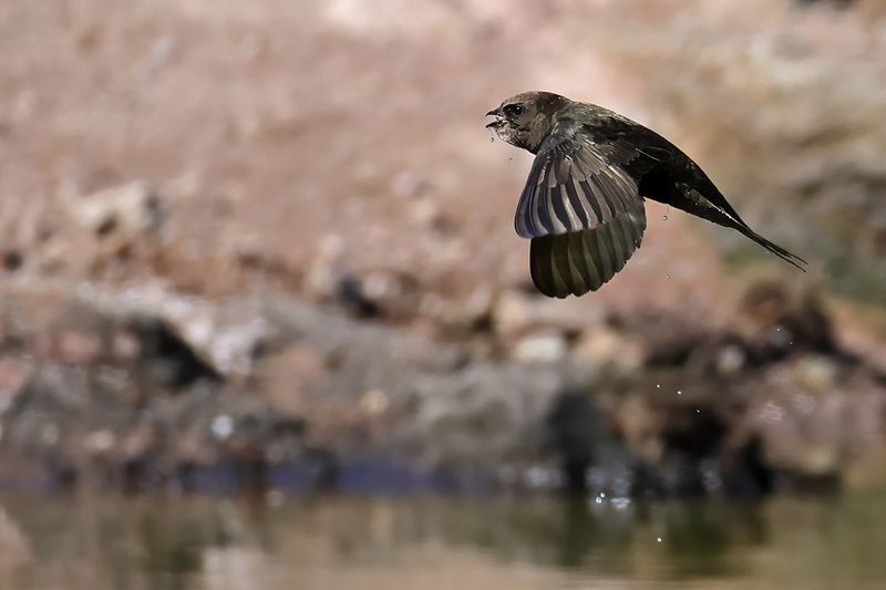Common Swift (Apus apus) 