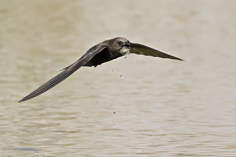 Common Swift (Apus apus) 