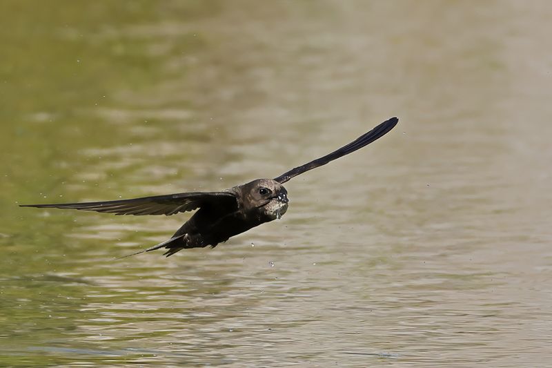 Common Swift (Apus apus) 