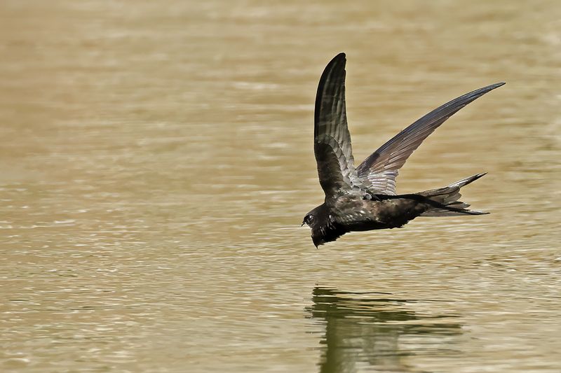 Common Swift (Apus apus) 