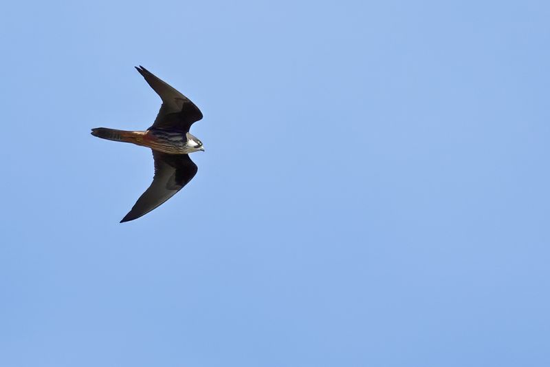 Eleonora's Falcon (Falco eleonorae)